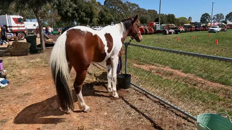 Yarrawonga,-Victoria,-Australia---7-October-2023:-Beautiful-horse-waiting-reasonably-patiently-at-the-Yarrawonga-Show-in-Victoria-Australia