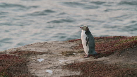 Pingüino-De-Ojos-Amarillos-En-La-Costa-Al-Amanecer