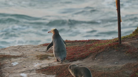 Megadyptes-Antipodes-And-Seal-Pup-In-Katiki-Point-Cliff,-New-Zealand---slow-motion
