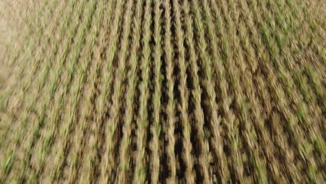 Aerial-Drone-Fast-Flight-Over-Planted-Crop-Field-Revealing-Grain-Silos-and-Combine-Harvester