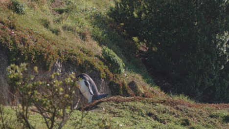 Gelbaugenpinguin-Spaziert-In-Seinem-Natürlichen-Lebensraum-In-Katiki-Point,-Neuseeland-–-Breit