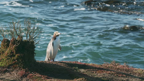 Yellow-eyed-Penguin-Standing-Near-The-Sea-In-Katiki-Point,-New-Zealand---slow-motion