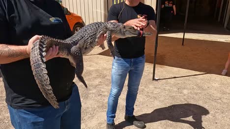 Yarrawonga,-Victoria,-Australia---7-October-2023:-A-small-crocodile-being-held-by-a-Yarrawonga-Show-patron-and-an-expert-providing-expert-information