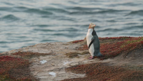 A-Yellow-eyed-Penguin-Standing-Near-The-Ocean-In-Katiki-Point,-New-Zealand---slow-motion