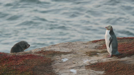 Gelbaugenpinguin-Und-Robbenbaby-An-Der-Felsigen-Küste-Bei-Sonnenaufgang