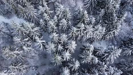 Aerial-view-of-snow-covered-pines-in-a-wintry-forest