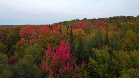 Überführungswald-Mit-Wunderschönen-Herbstfarben-Der-Natur