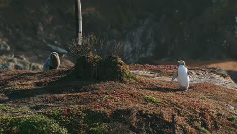 Wildlife-Scene-Of-Yellow-Eyed-Penguin-And-Fur-Seal-At-The-Coast-Of-Katiki-Point-Lighthouse-In-Moeraki,-New-Zealand
