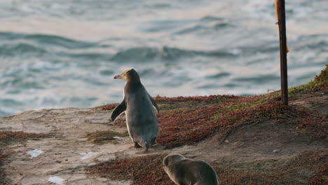 Pingüino-De-Ojos-Amarillos-Junto-A-La-Playa-En-Katiki-Point,-Nueva-Zelanda---Cámara-Lenta