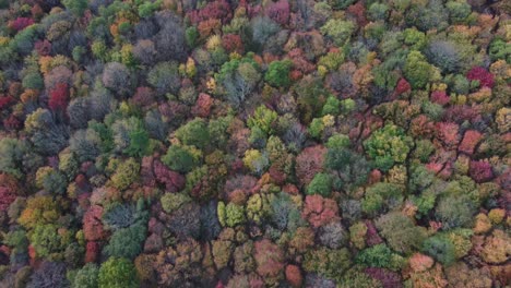 Drone-flight-over-the-colorful-treetops-in-a-fall-forest