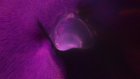 Túnel-Púrpura-Futurista-Y-Bucle-De-Vórtice
