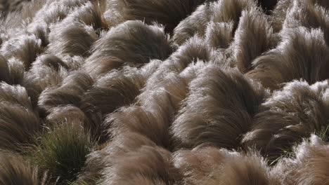 Close-up-view-of-a-grassland-on-a-windy-day