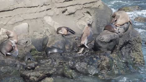 Eine-Gruppe-Seelöwen-Sonnt-Sich-Auf-Einem-Felsen-An-Der-Kalifornischen-Küste-Des-Pazifischen-Ozeans