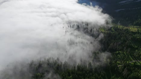 Eine-Dichte-Nebeldecke-Erklimmt-Nahtlos-Einen-Hügel,-Umhüllt-Anmutig-Die-Bäume-Und-Verschmilzt-Mit-Dem-üppigen-Blätterdach,-Wodurch-Eine-ätherische-Landschaft-Entsteht