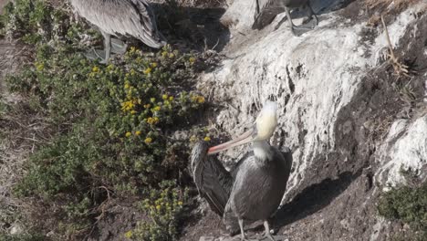 Ein-Pelikan-Auf-Einem-Weißen-Felsen,-Der-An-Einem-Sonnigen-Tag-An-Der-Küste-Kaliforniens-Federn-Putzt