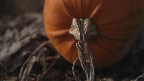 An-Orange-pumpkin-clipped-from-its-vine
