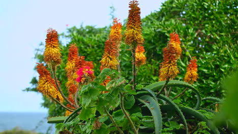 Vibrant-Aloe-Vera-plant-flowers-sway-in-breeze,-spring-season