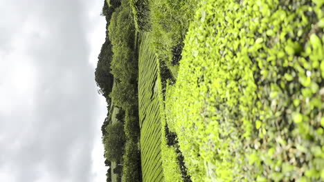 Green-tea-plantations-in-Azores-island,-Sao-Miguel,-vertical-shot