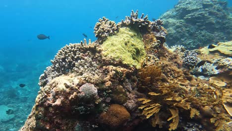 Peces-Arrecifes-De-Coral-Submarinos-En-El-Océano-Mar-Nusa-Penida-Bali-Indonesia