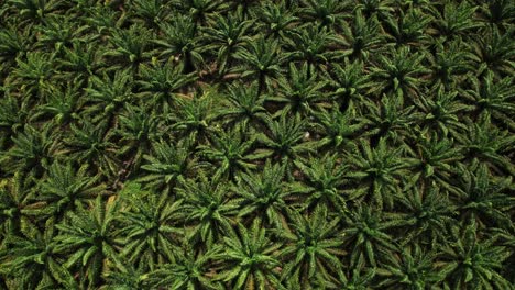 Açaí-palm-farm-in-the-Amazon-rainforest---straight-down-aerial-view