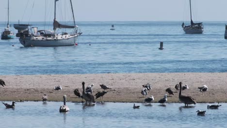 Sandbar-and-waterbirds-in-Santa-Barbara,-California-with-yachts-in-the-background