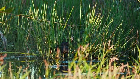 Duck-hiding-in-the-weeds-at-Powell-Creek-Preserve