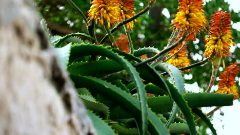 Auffällige,-Lebendige-Aloe-Vera-Pflanzenblüten-Blühen-Im-Frühling,-Nach-Oben-Geneigt
