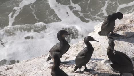 Cormorants-drying-on-a-rock-on-the-coast-of-California-USA,-with-waves-in-behind-them