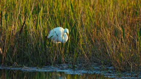 Egret-eating-a-small-fish-at-Powell-Creek-Preserve