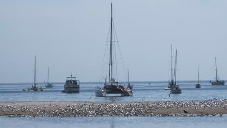 Flock-of-birds-on-a-sandbar-in-Pacific-coastal-California---Santa-Barbara-with-moored-yachts