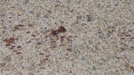 Close-up-Ant-Colony-Marching-on-Stony-Ground