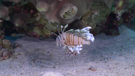 Lionfish-hovering-over-sand-on-coral-reef-in-the-Red-Sea