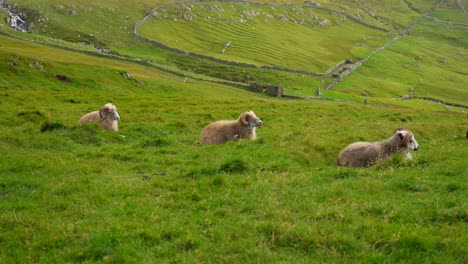 Faroese-sheeps-lying-down-on-grass-on-a-windy-day