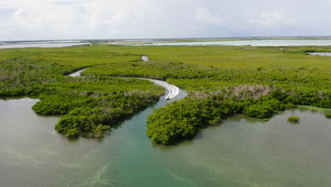 Aerial-descending-shot-of-fast-driving-boat-on-water-surface-in-mangrove-forest