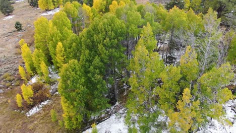 Aerial-video-of-a-pines-forest-in-Lake-Tahoe-along-with-snow-on-the-ground-located-in-Sierra-nevada,-California,-USA