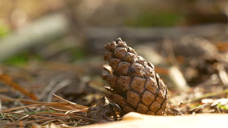 Sliding-reveal-of-conifer-cone-on-forest-ground
