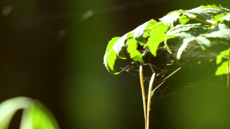 Spinnennetz-Auf-Den-Blättern-Der-Pflanze-Im-Sommer