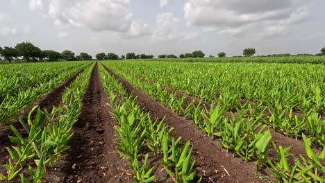 wide-scene-showing-the-entire-field,-organic-turmeric-cultivation-with-the-crop-ready