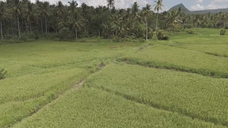 Zoom-out-shot-capturing-the-agricultural-land-near-the-coconut-forest