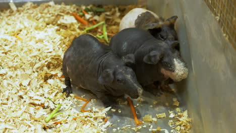 Three-Skinny-Pig-Cavia-porcellus-huddled-together-while-eatinng-some-carrots,-broccoli,-and-other-vegetables,-inside-a-cage-in-a-zoo-in-Bangkok,-Thailand