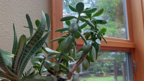 Succulent-Plant-Indoor-Near-Home-Window.-Close-Up