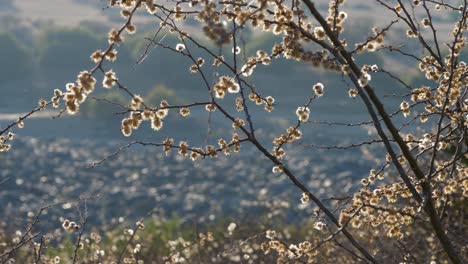 Establishing:-White-fuzzy-buds-of-tree-blossoms,-backlit-by-sunlight