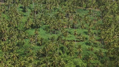 Aerial-view-of-the-tick-forest-with-lots-of-coconut-trees-under-the-blue-sky-pan-shot-bottom-to-up