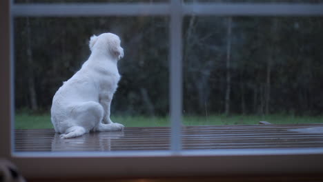 Trauriger-Hund,-Der-Draußen-Sitzt-Und-Sich-Nach-Einem-Verlorenen-Freund-Sehnt,-Und-Flehentlich-Auf-Die-Kamera-Zurückblickt