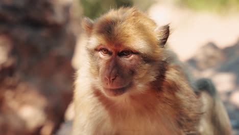 Detail-of-a-monkey-sitting-and-scratching-itself-in-the-shade-in-Ozoud,-Morocco