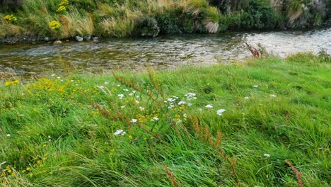 wildflowers-in-grassy-meadow-next-to-stream