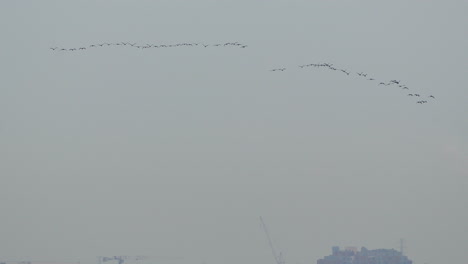 Migrating-Birds-Across-the-Sky