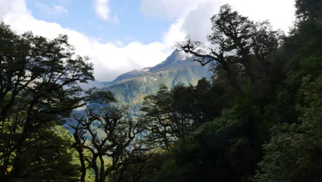 pan-of-dense-rainforest-trees-with-mountains-in-background