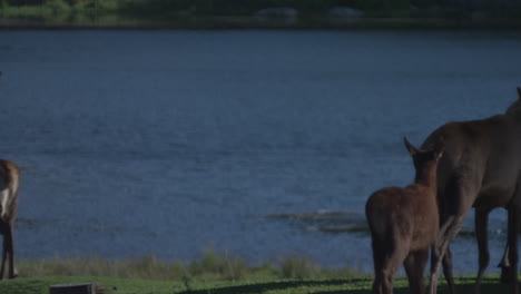 Canadian-Wildlife---Majestic-deer-walking-along-the-banks-of-a-river
