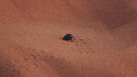 Detail-Eines-Schwarzen-Käfers,-Der-Durch-Sand-In-Einer-Wüste-Läuft